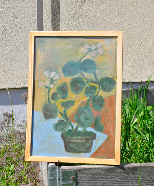 Pelargonium